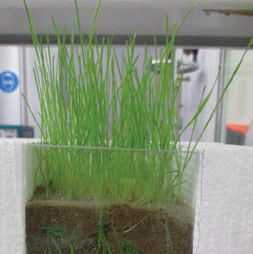 Рост травы через песок